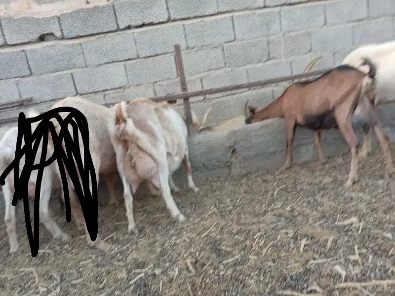 بز شیری سانن آلپاین|حیوانات مزرعه|کرمان, |دیوار