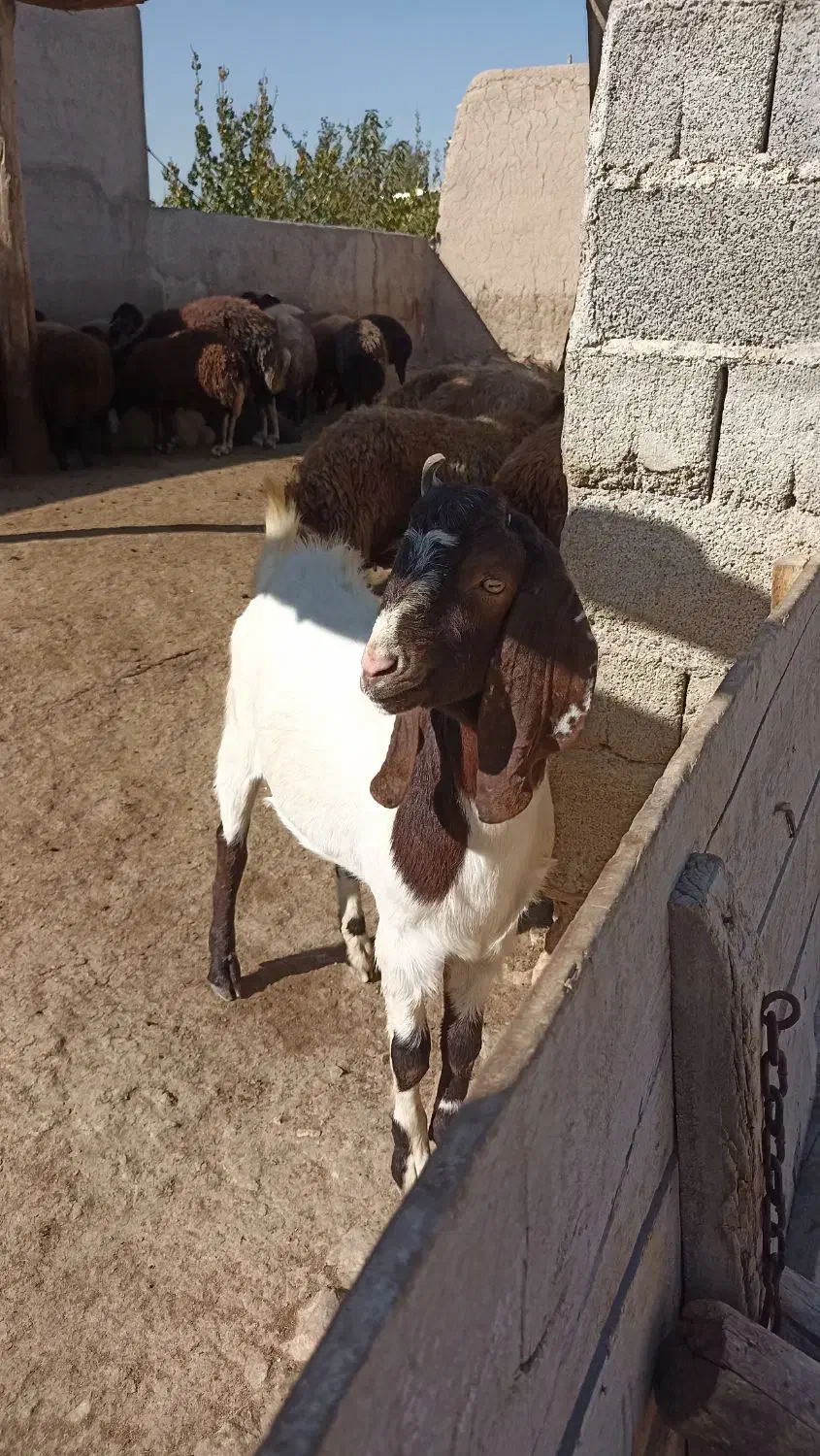 بز نز|حیوانات مزرعه|نمین, |دیوار