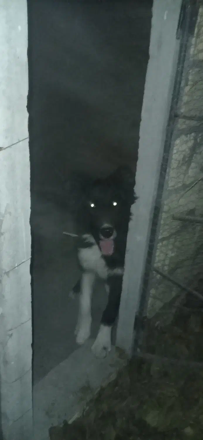 واگذاری سگ نر ۷ ماهه|سگ|باغ بهادران, |دیوار