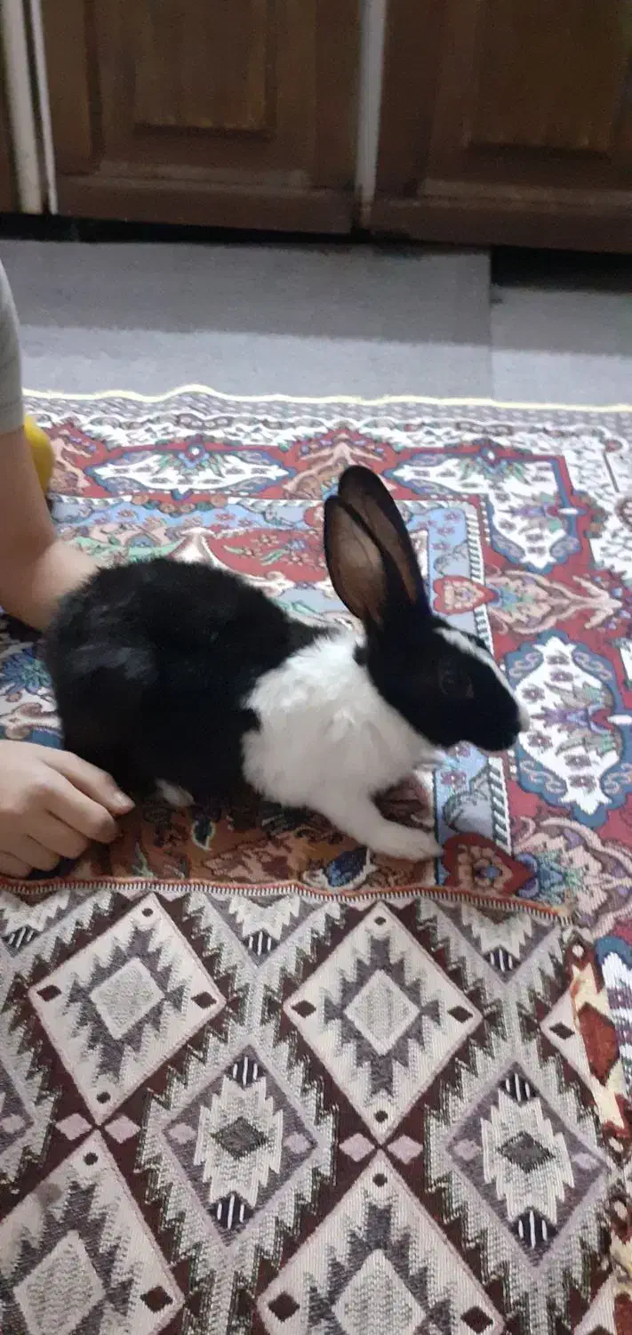 خرگوش|موش و خرگوش|سمنان, |دیوار