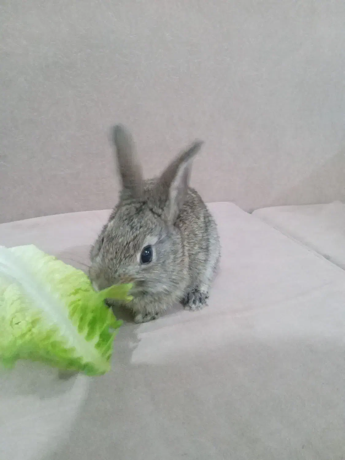 خرگوش نر|موش و خرگوش|رامهرمز, |دیوار