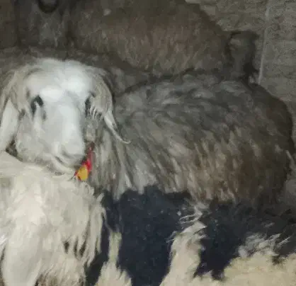 میش|حیوانات مزرعه|گندمان, |دیوار