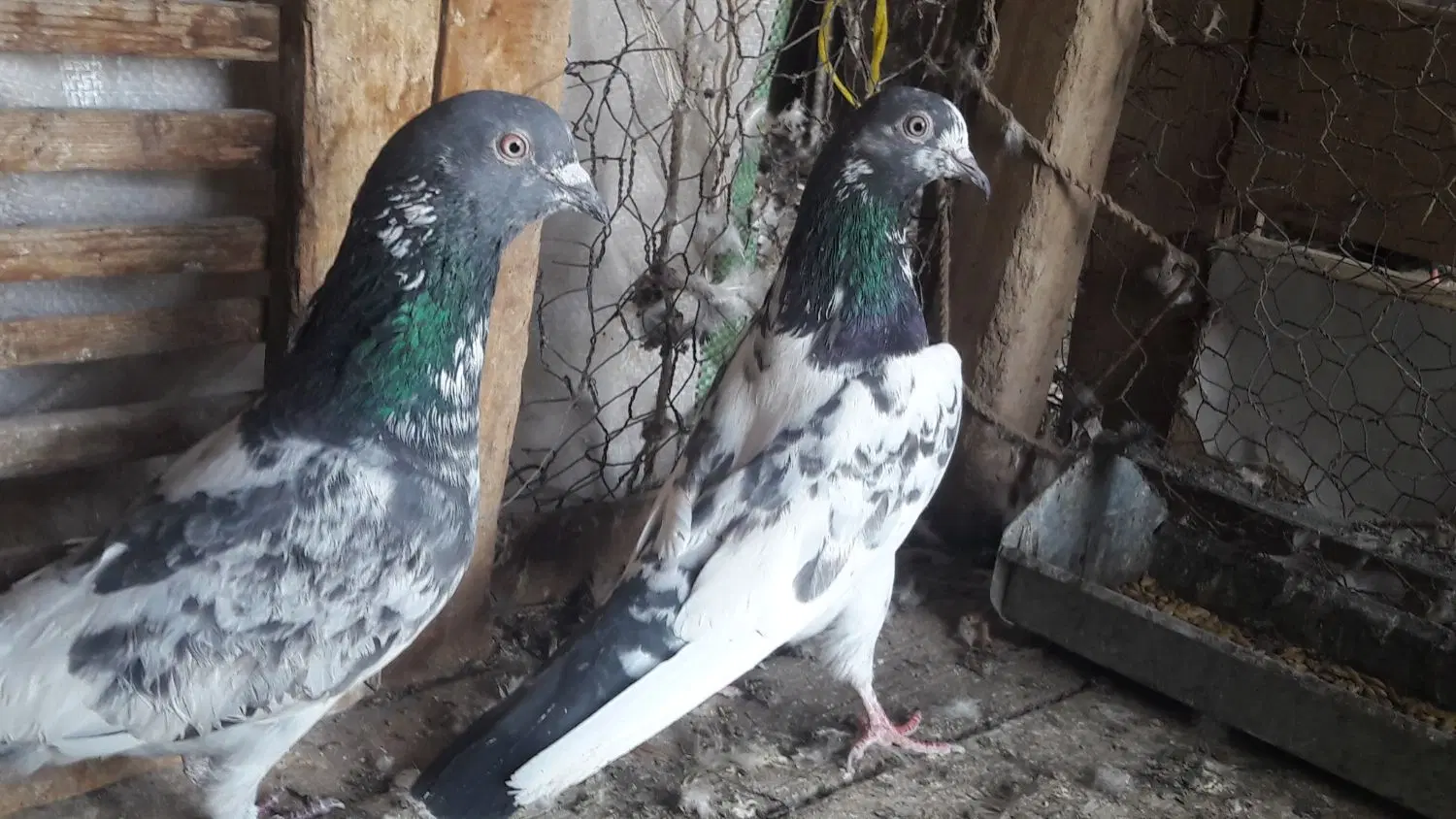 کبوتر|پرنده|اردکان, |دیوار
