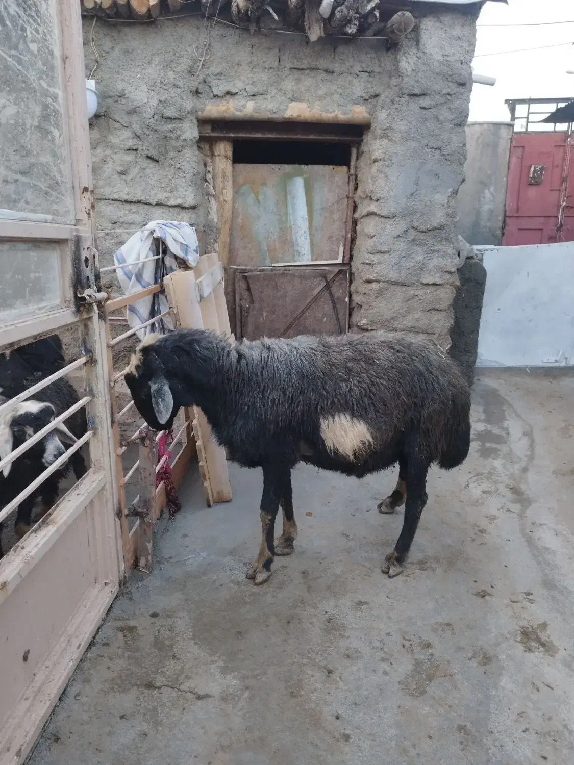 قوچ قره چال|حیوانات مزرعه|مریوان, |دیوار