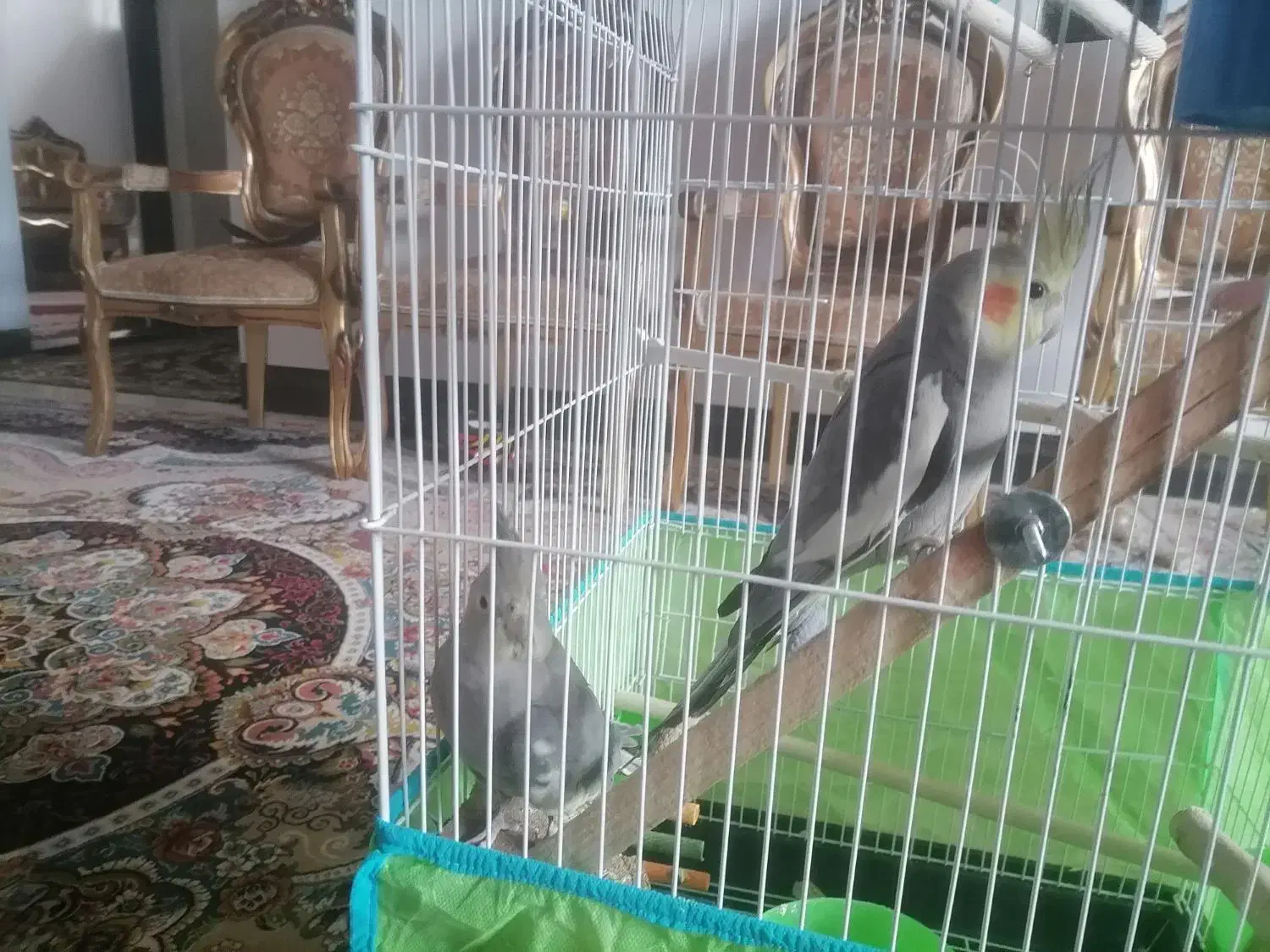 عروس هلندی سخنگو|پرنده|لنجان, |دیوار