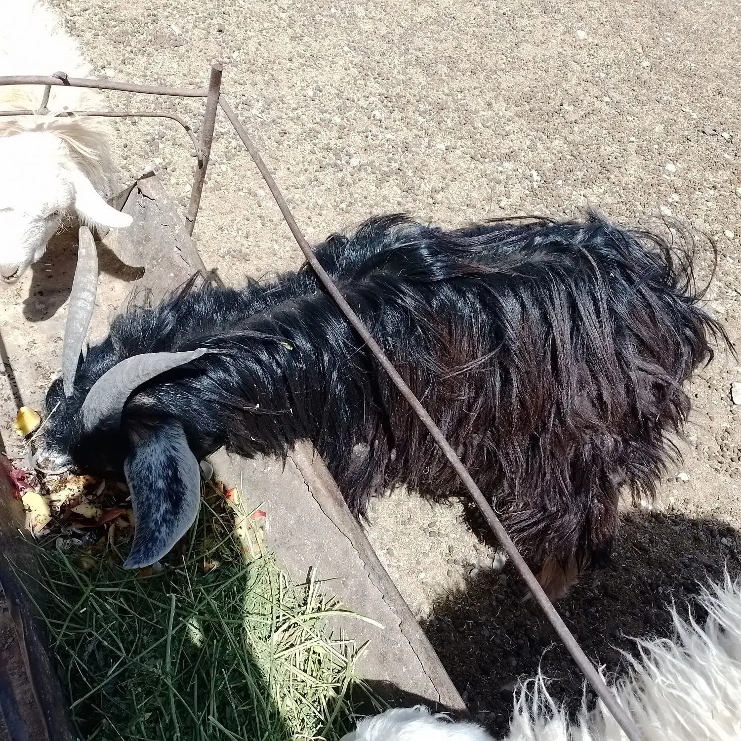 بزغاله نر فروشی|حیوانات مزرعه|قهستان, |دیوار