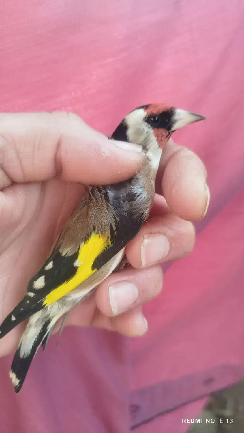 سهره نر|پرنده|لیسار, |دیوار