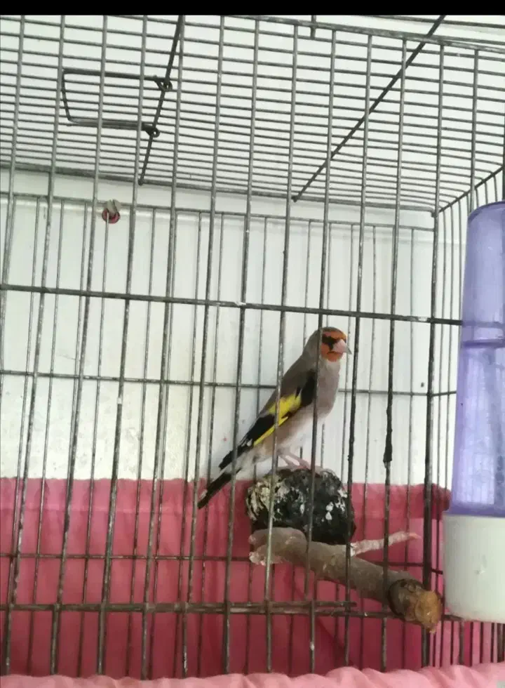 3تاسقایاسهره خوشکل مست|پرنده|کرمان, |دیوار