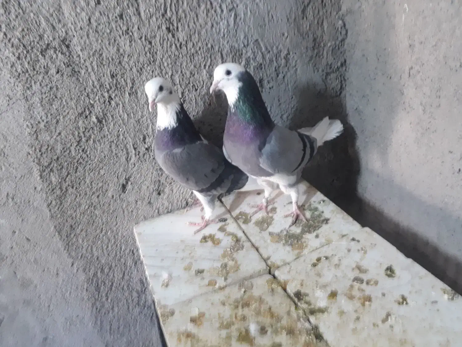 شازده سبز|پرنده|قم, بلوار امین و ساحلی|دیوار