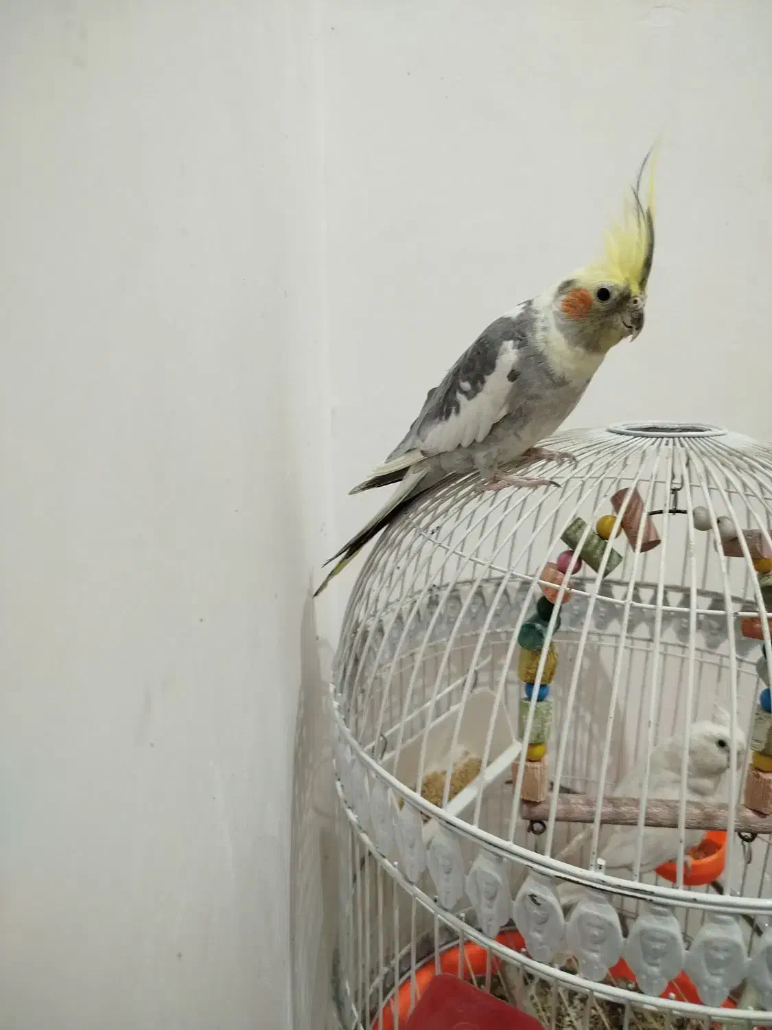 عروس هلندی سخنگو|پرنده|کرمان, |دیوار