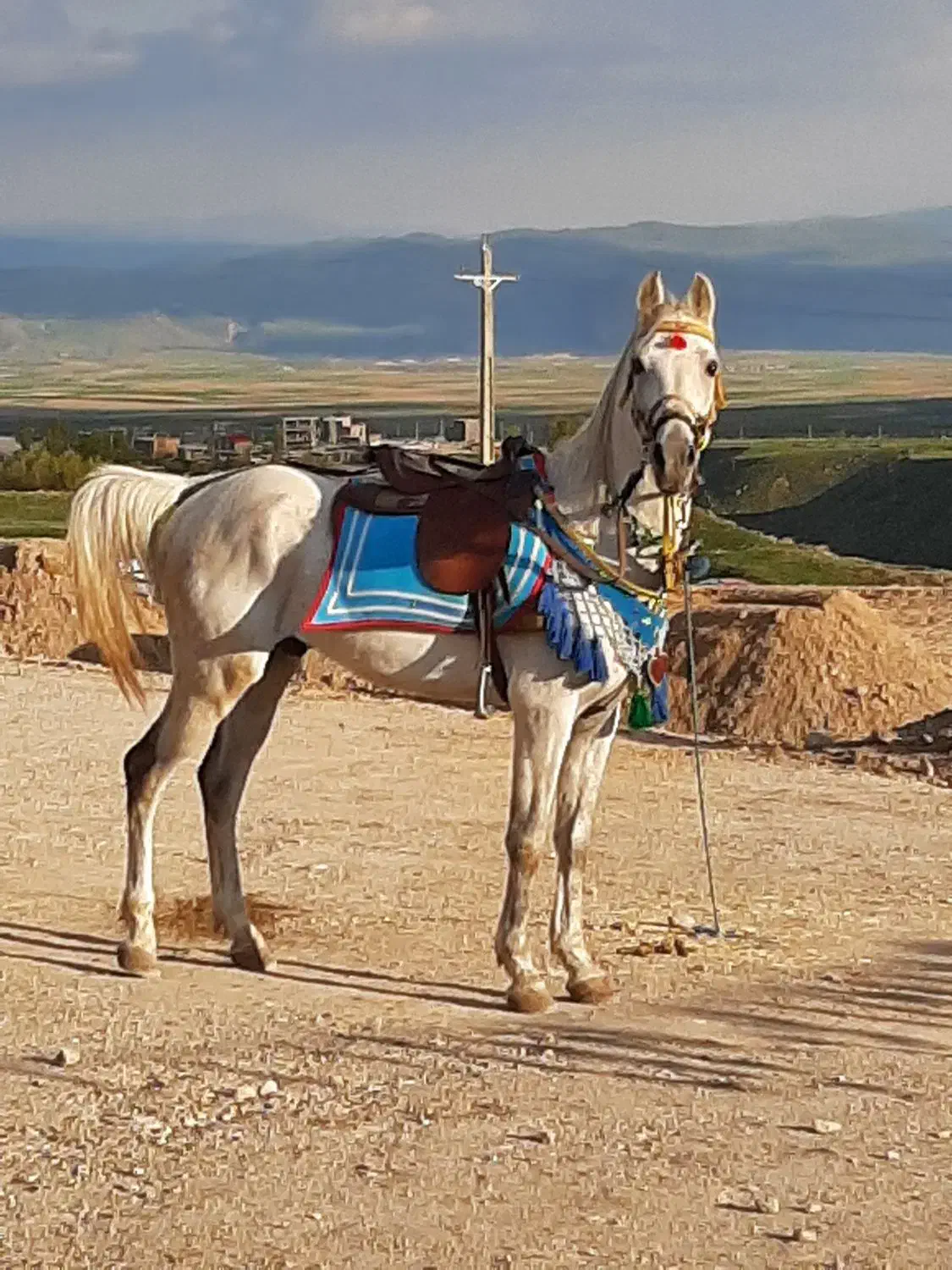 فروش دو راس اسب|اسب و تجهیزات اسبسواری|درودزن, |دیوار