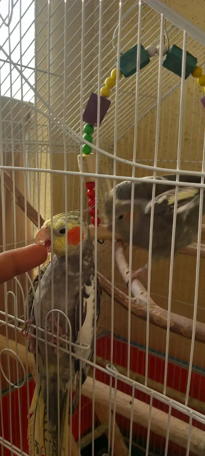 عروس هلندی طوطی عروس|پرنده|رشت, کوی مهر|دیوار