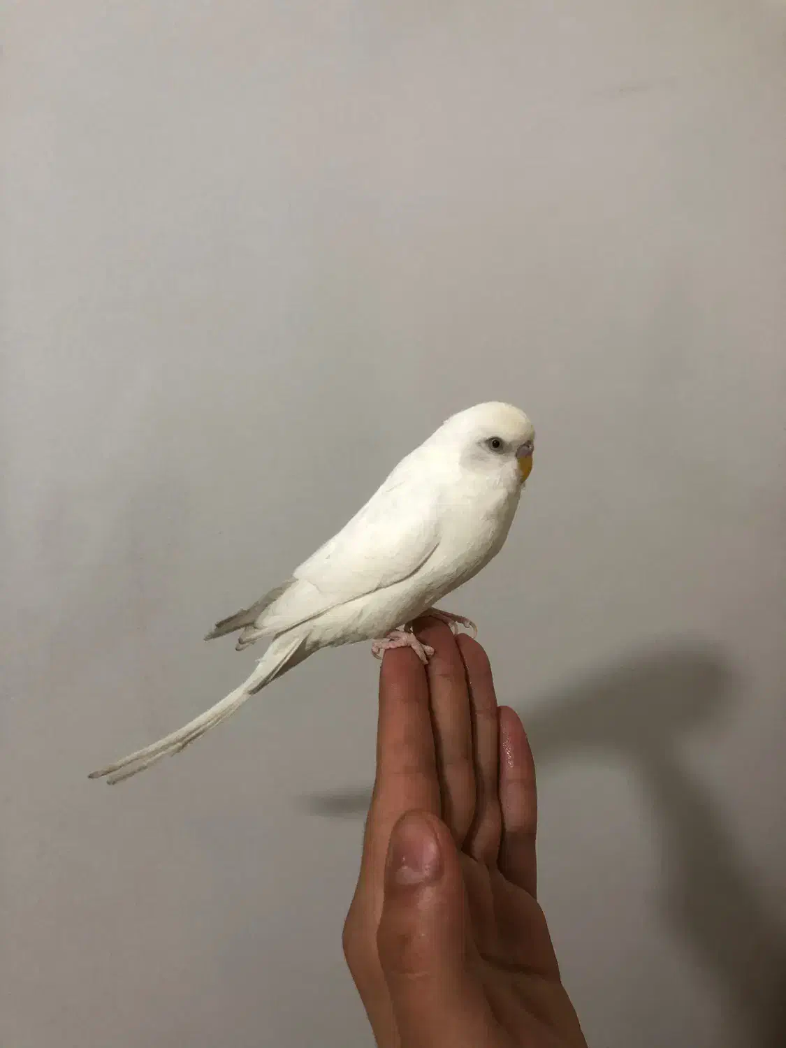 مرغ عشق دستی|پرنده|کرج, ساسانی (قلمستان)|دیوار