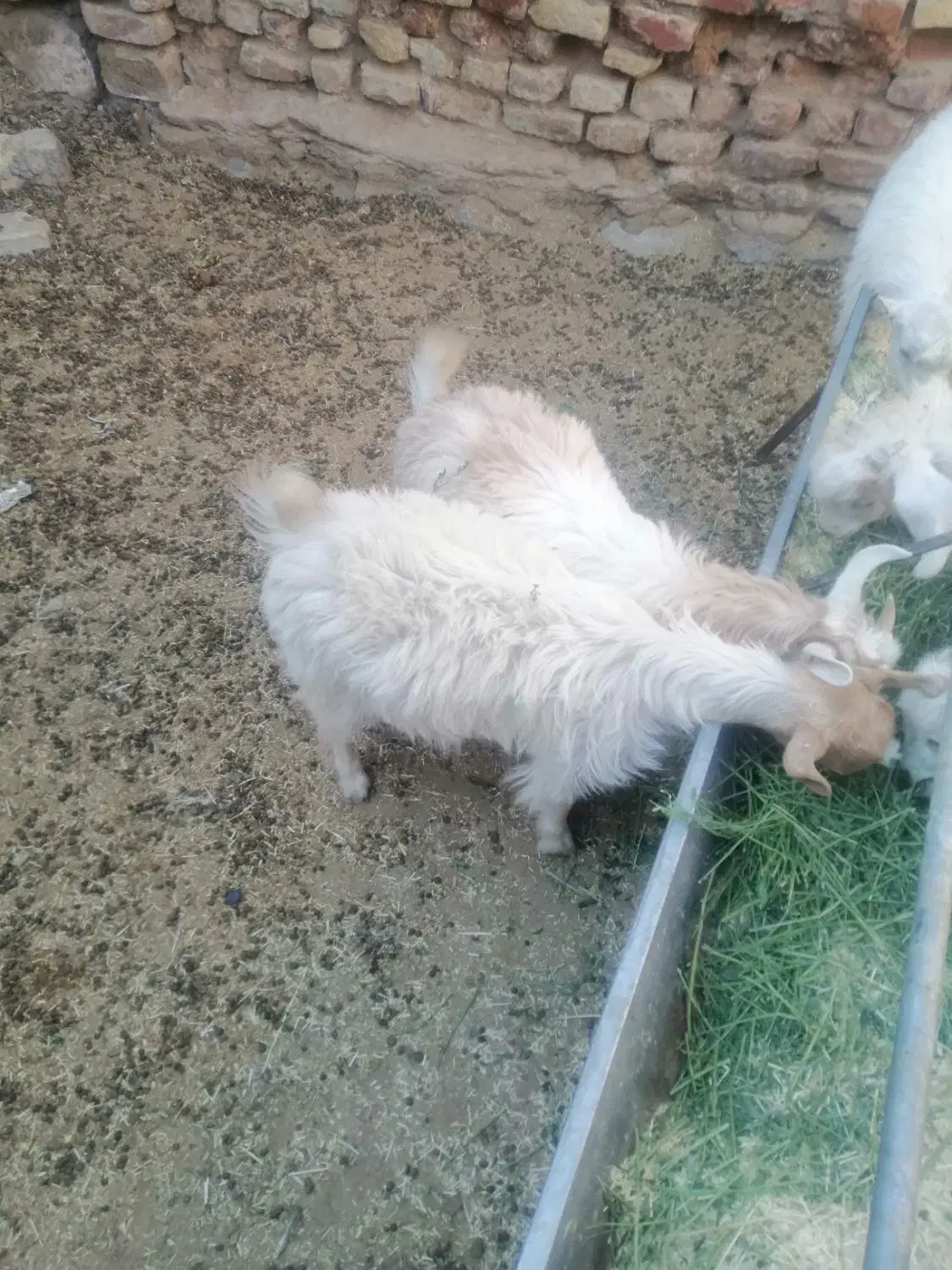 کره|حیوانات مزرعه|ماهان, |دیوار