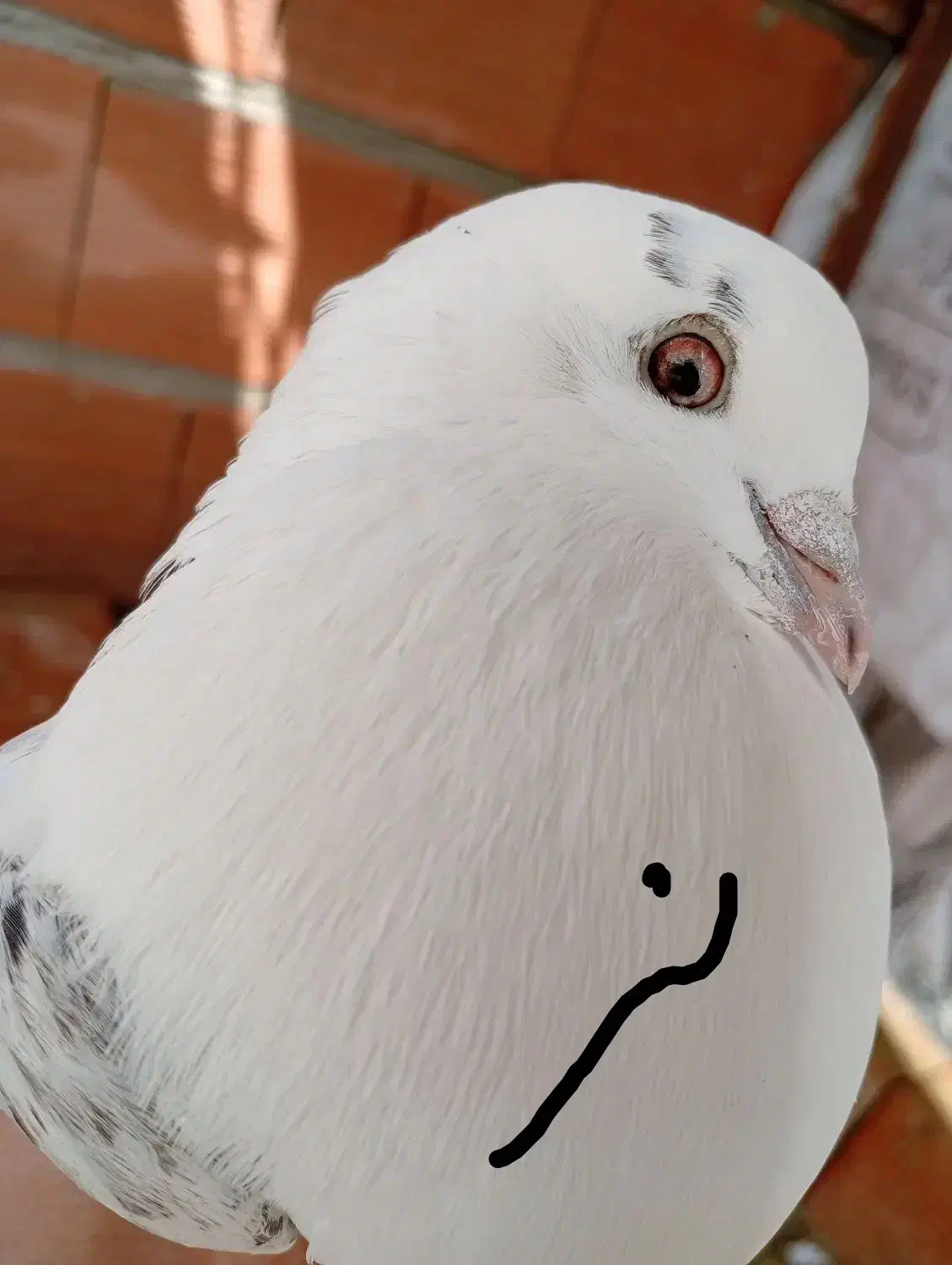 فروش کبوتر نر ماده|پرنده|ساری, |دیوار