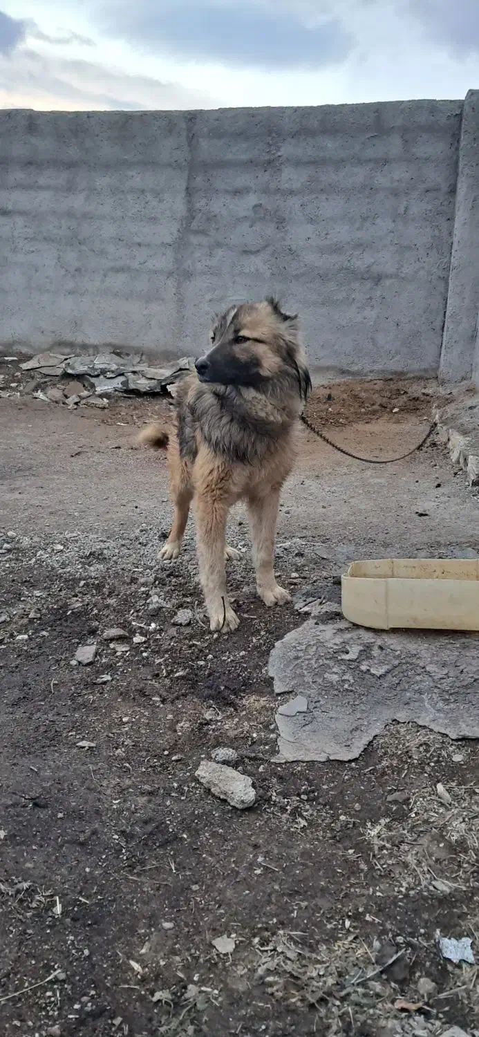 سگ نگهبان|سگ|درگزین, |دیوار