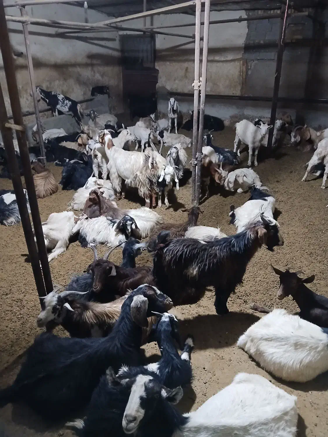 بز و بزغاله فوری فروشی|حیوانات مزرعه|لواسان, |دیوار