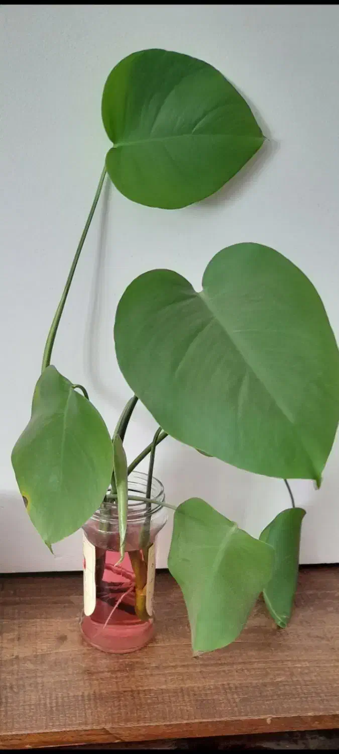 گل طبیعی برای روز مادر فروش و معاوضه|گل و گیاه طبیعی|کرج, حسینآباد|دیوار