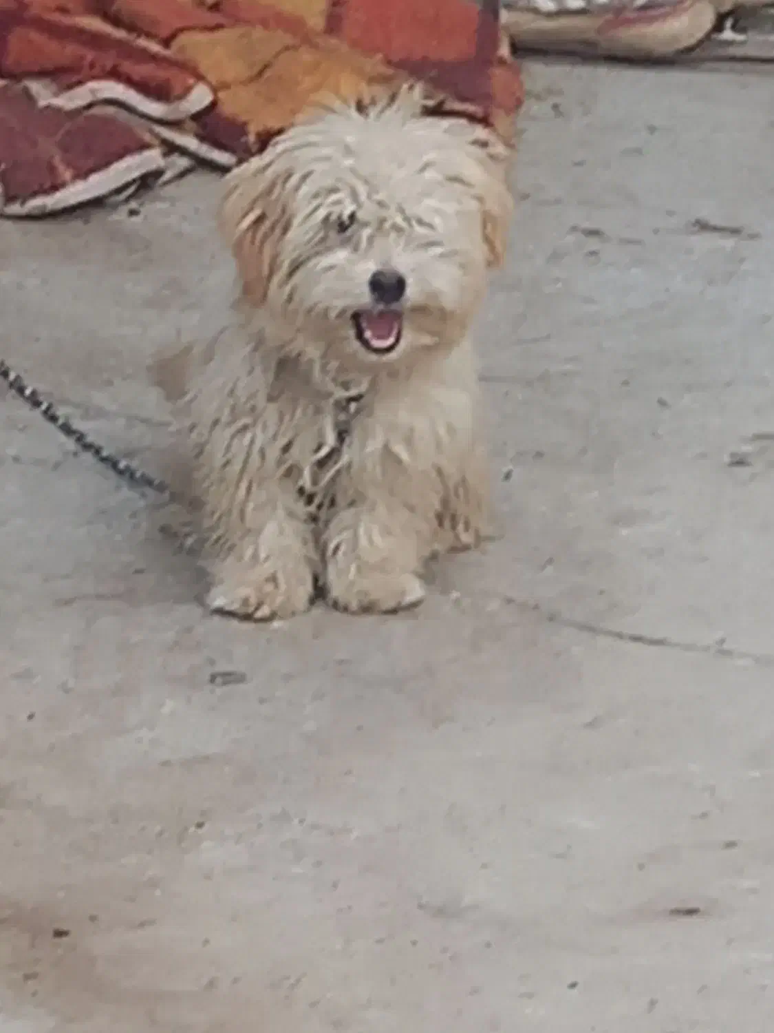 کمبود جا|سگ|اسدآباد, |دیوار