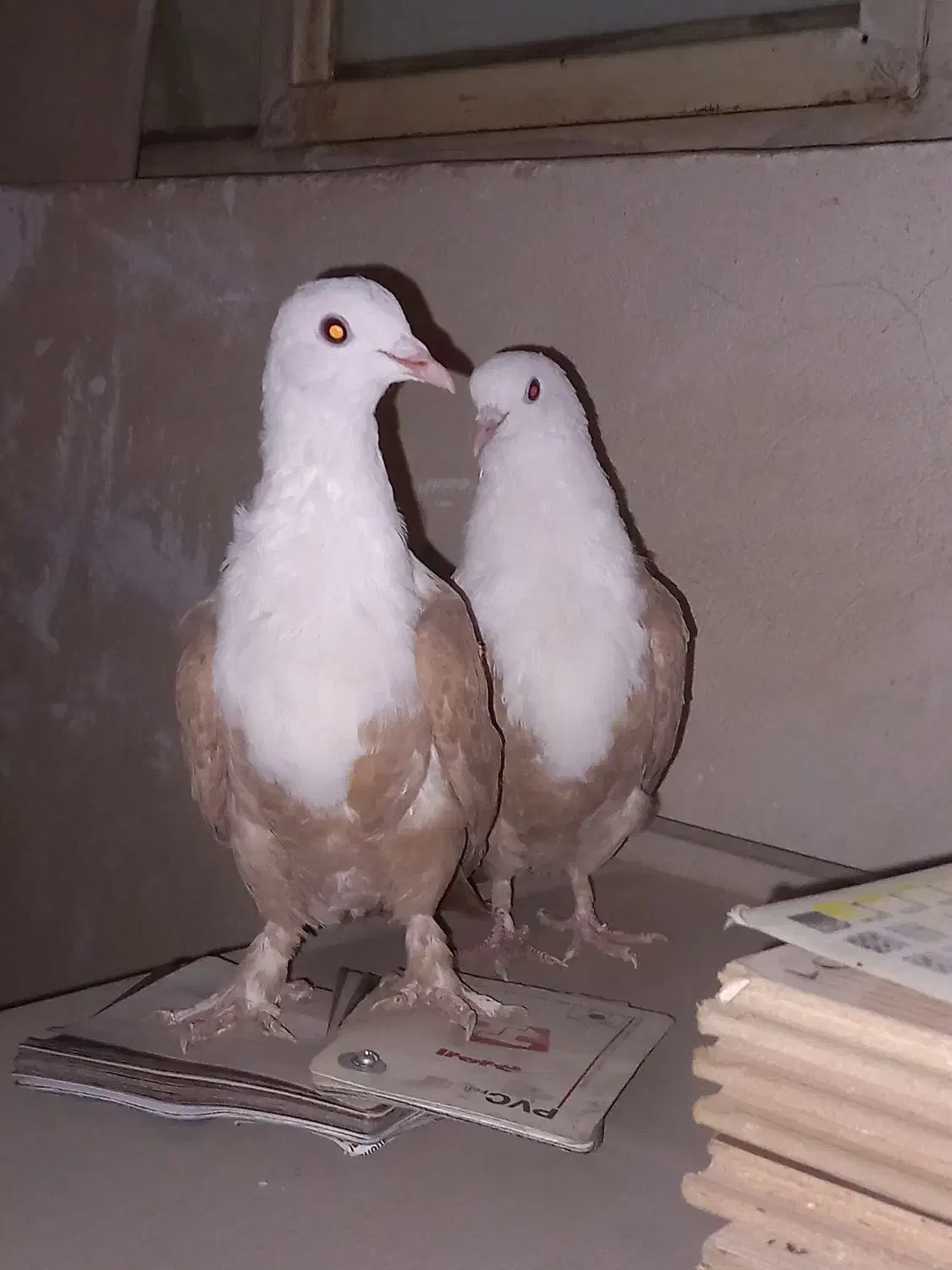 کله سفید کربلایی|پرنده|بومهن, |دیوار