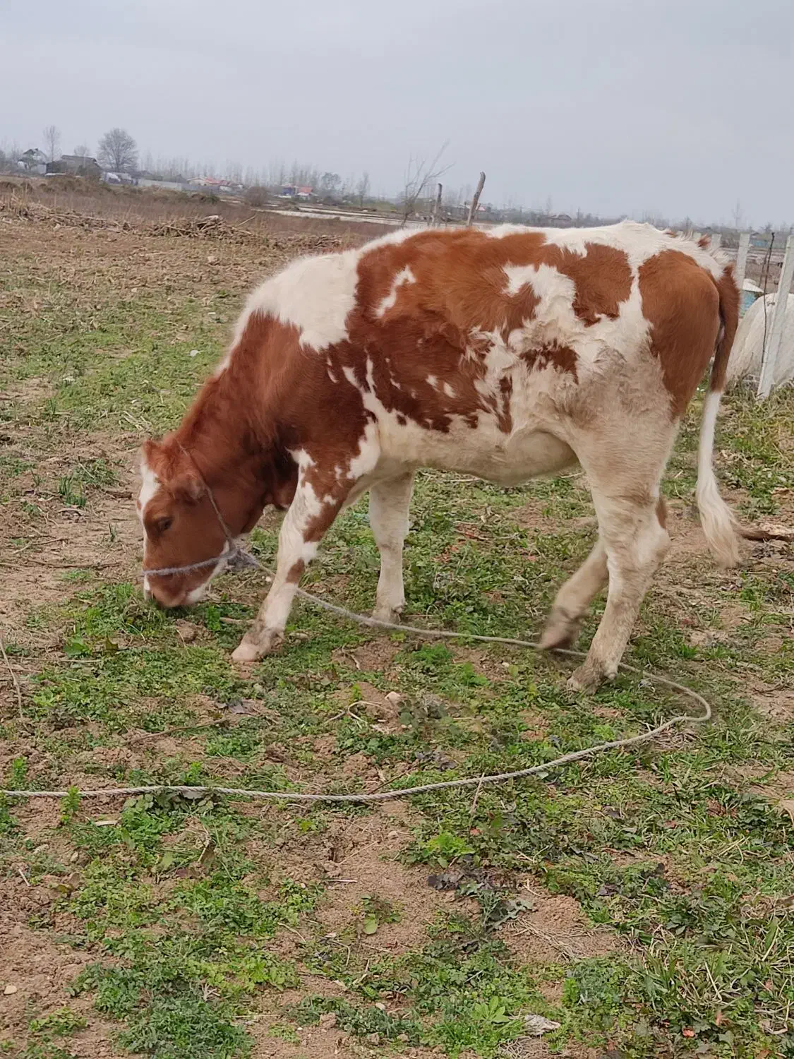 لیشه|حیوانات مزرعه|رشت, پسیخان|دیوار