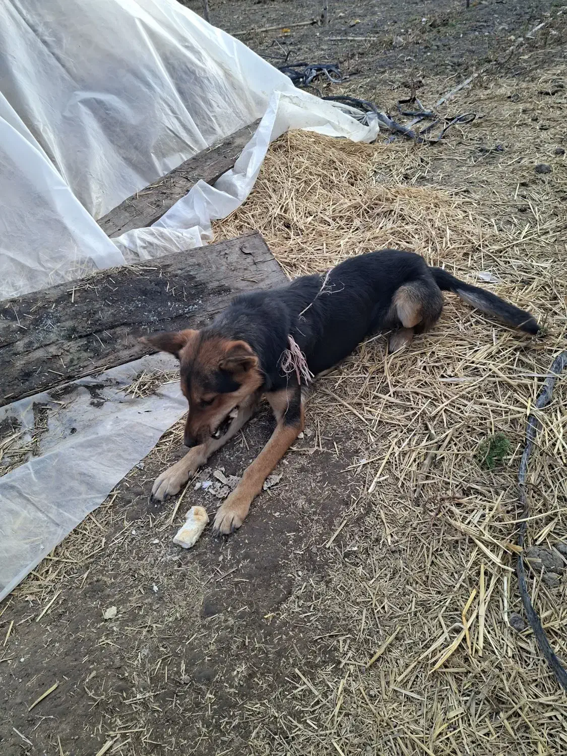 سگ ژرمن|سگ|گنبد کاووس, |دیوار