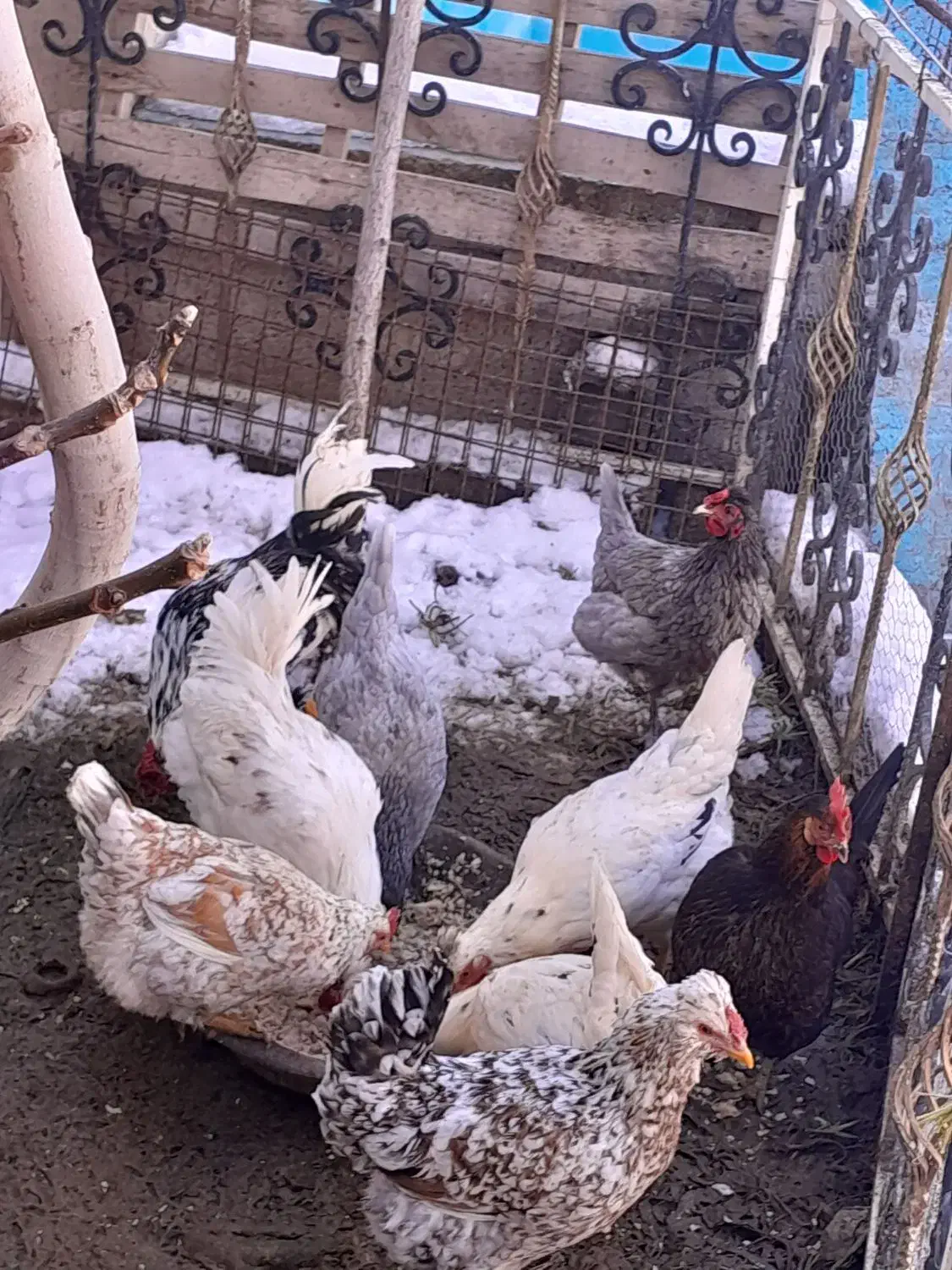 تخم نطفه دارگلین|حیوانات مزرعه|بومهن, |دیوار