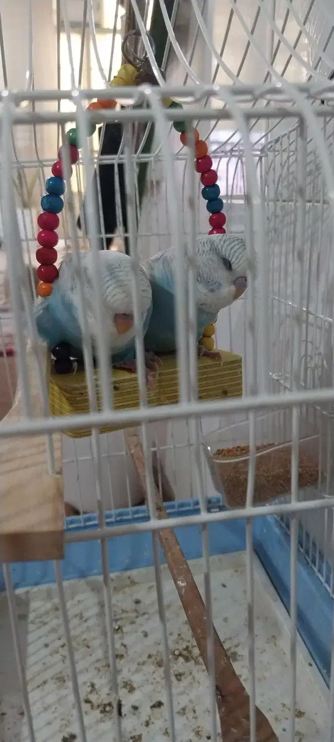 انگلیسی|پرنده|ابهر, |دیوار