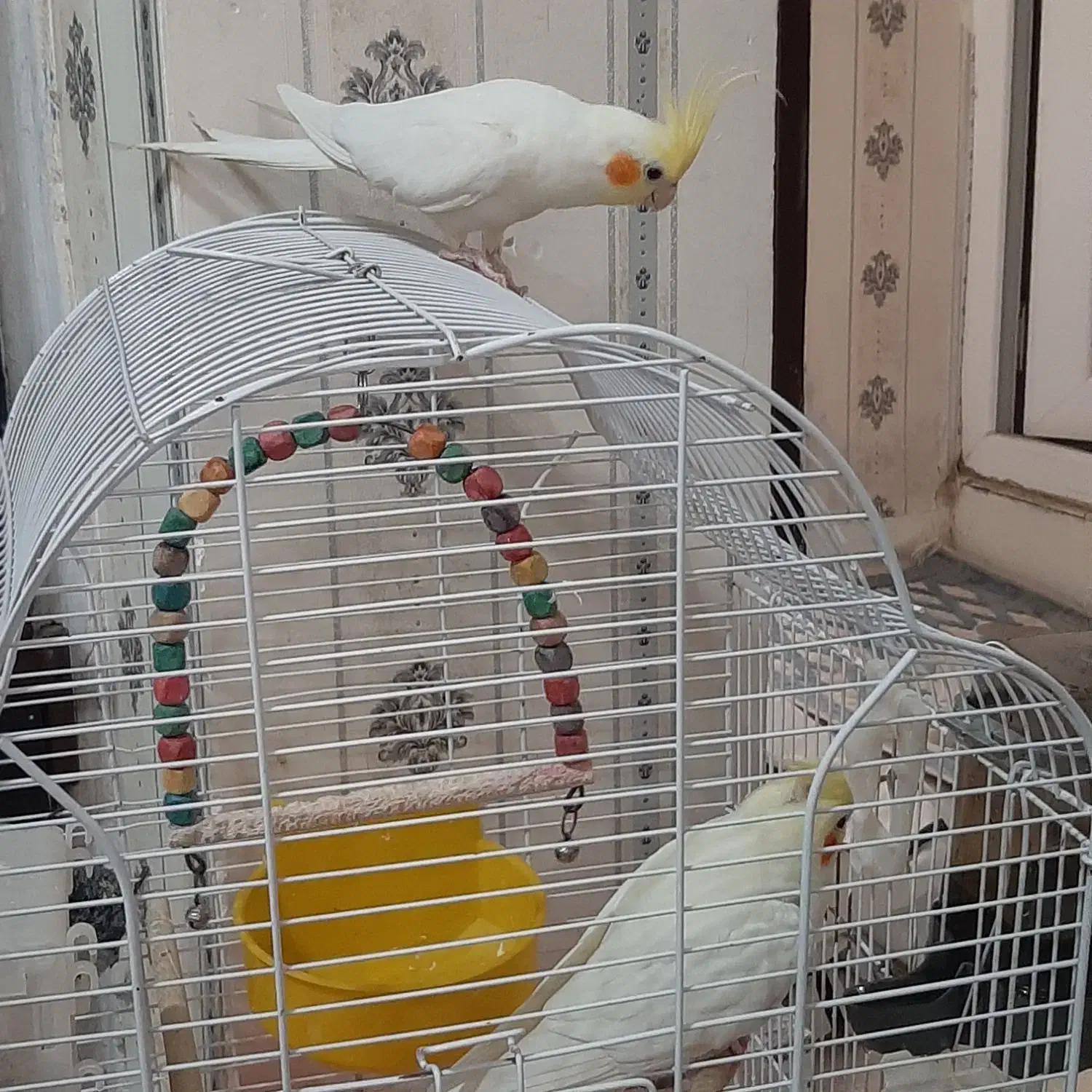 عروس هلندی|پرنده|اهواز, یوسفی|دیوار