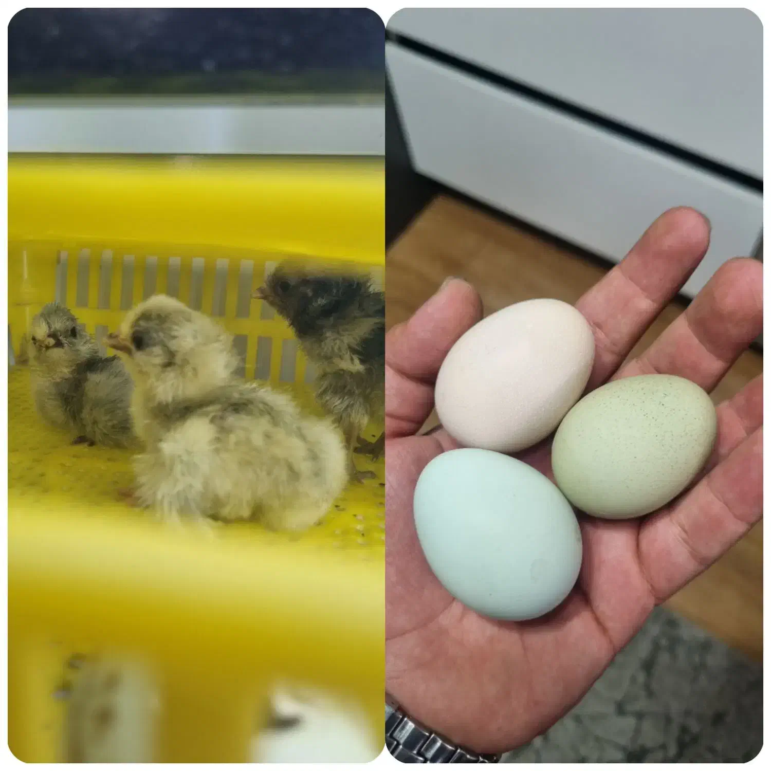 تخم و جوجه مرغ اراکانا امریکانا تخم آبی|حیوانات مزرعه|کرج, استاندارد|دیوار