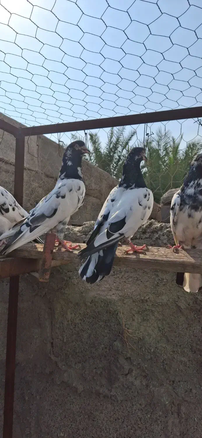 کبوتر پاکستانی|پرنده|میناب, |دیوار