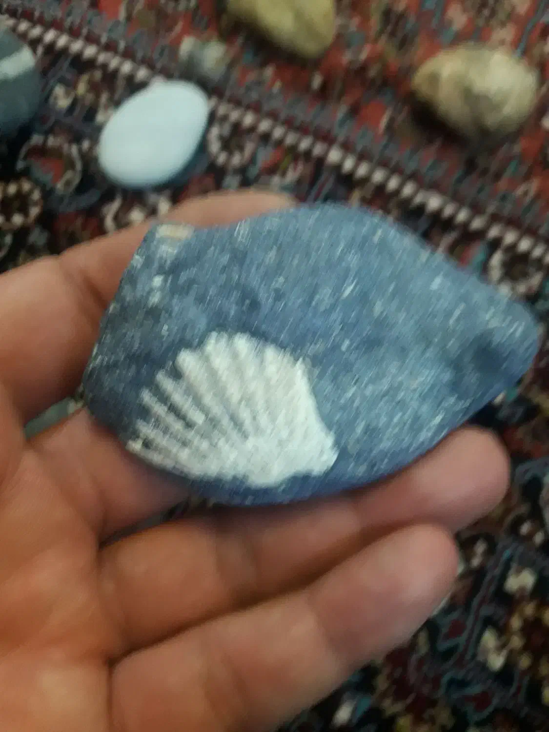 سنگ فسیل|کلکسیون اشیاء عتیقه|زنجان, |دیوار