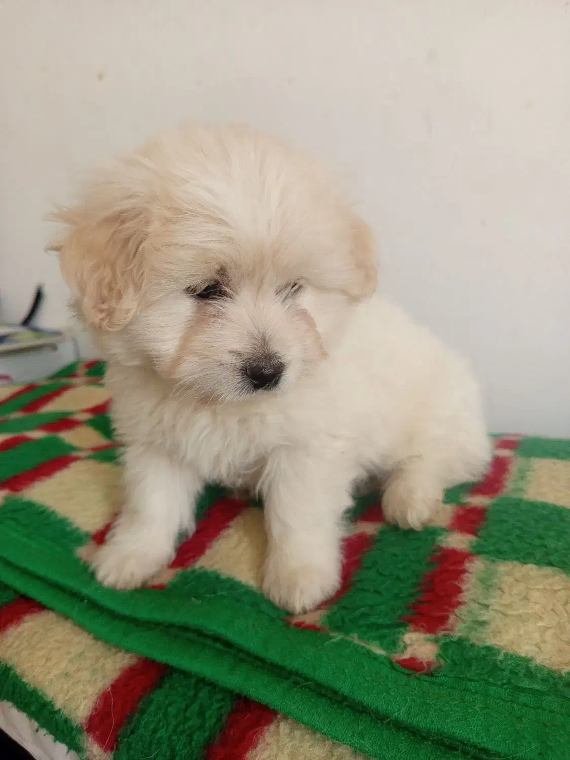 چهارقلاده توله سگ|سگ|سنندج, |دیوار