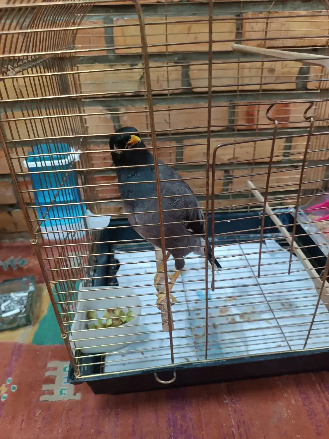 مرغ مینا|پرنده|ری, تصفیه خانه|دیوار