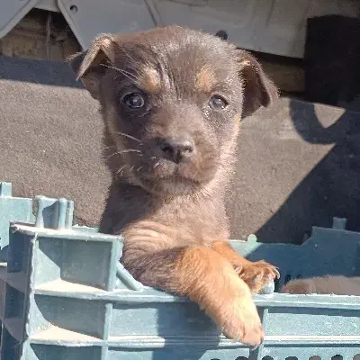 پاپی کوچولوهای چشم آبی|سگ|چناران, |دیوار