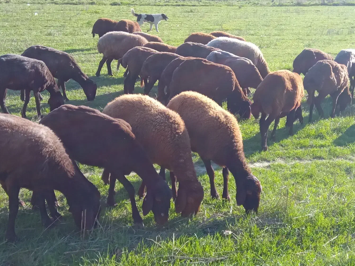 گوسفند آبستن شیشک|حیوانات مزرعه|گلوگاه, |دیوار