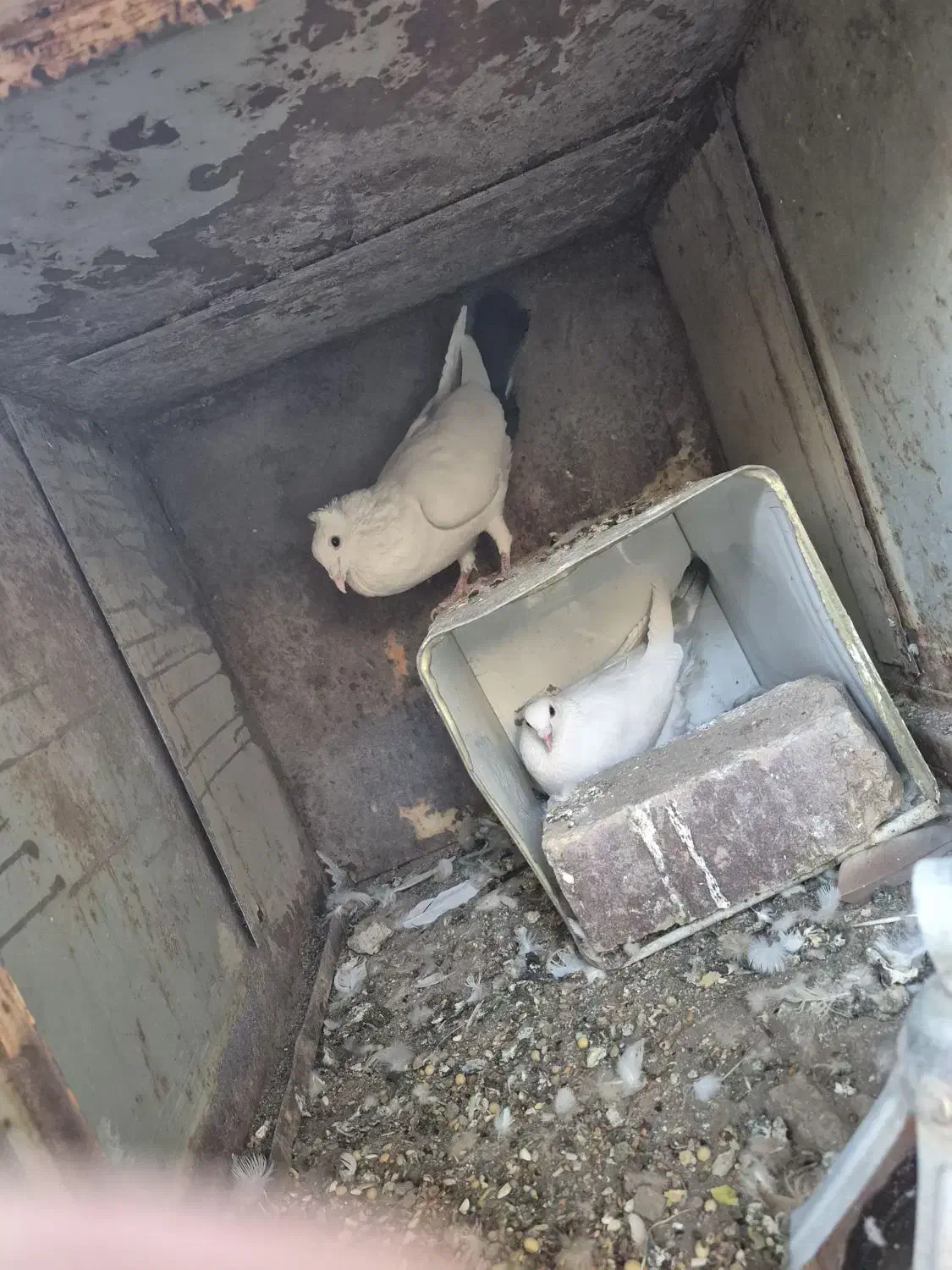 دم سیاه دم سبز جفت|پرنده|رفسنجان, |دیوار