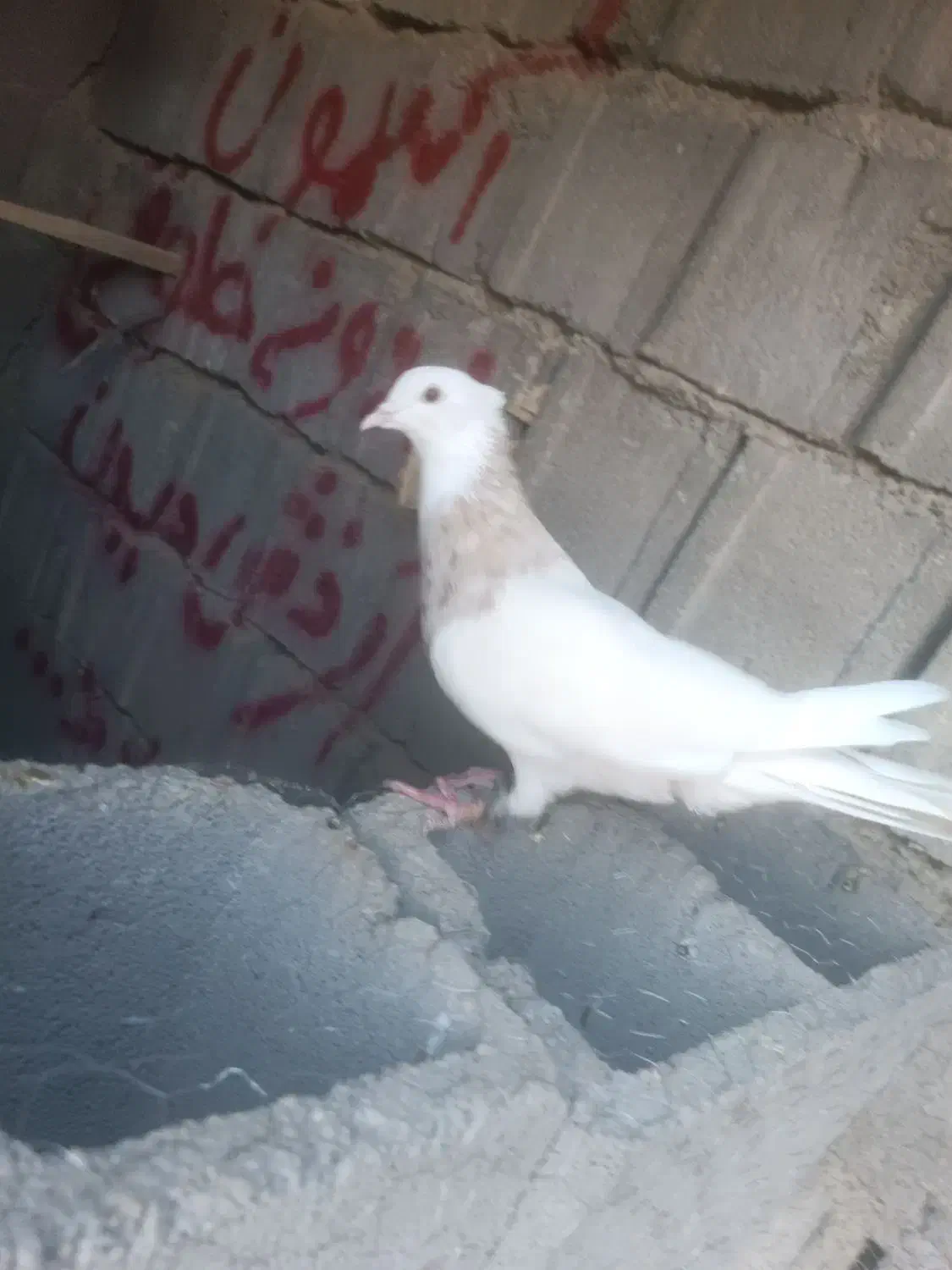 طوقی|پرنده|دهدشت, |دیوار