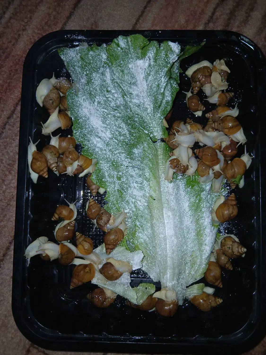 حلزون|خزنده|مشهد, رده|دیوار