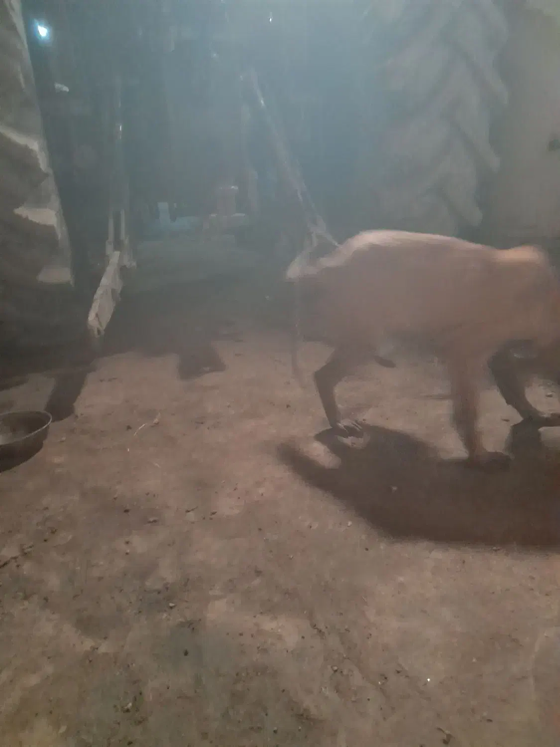 سگ پژدر|سگ|سرخنکلاته, |دیوار