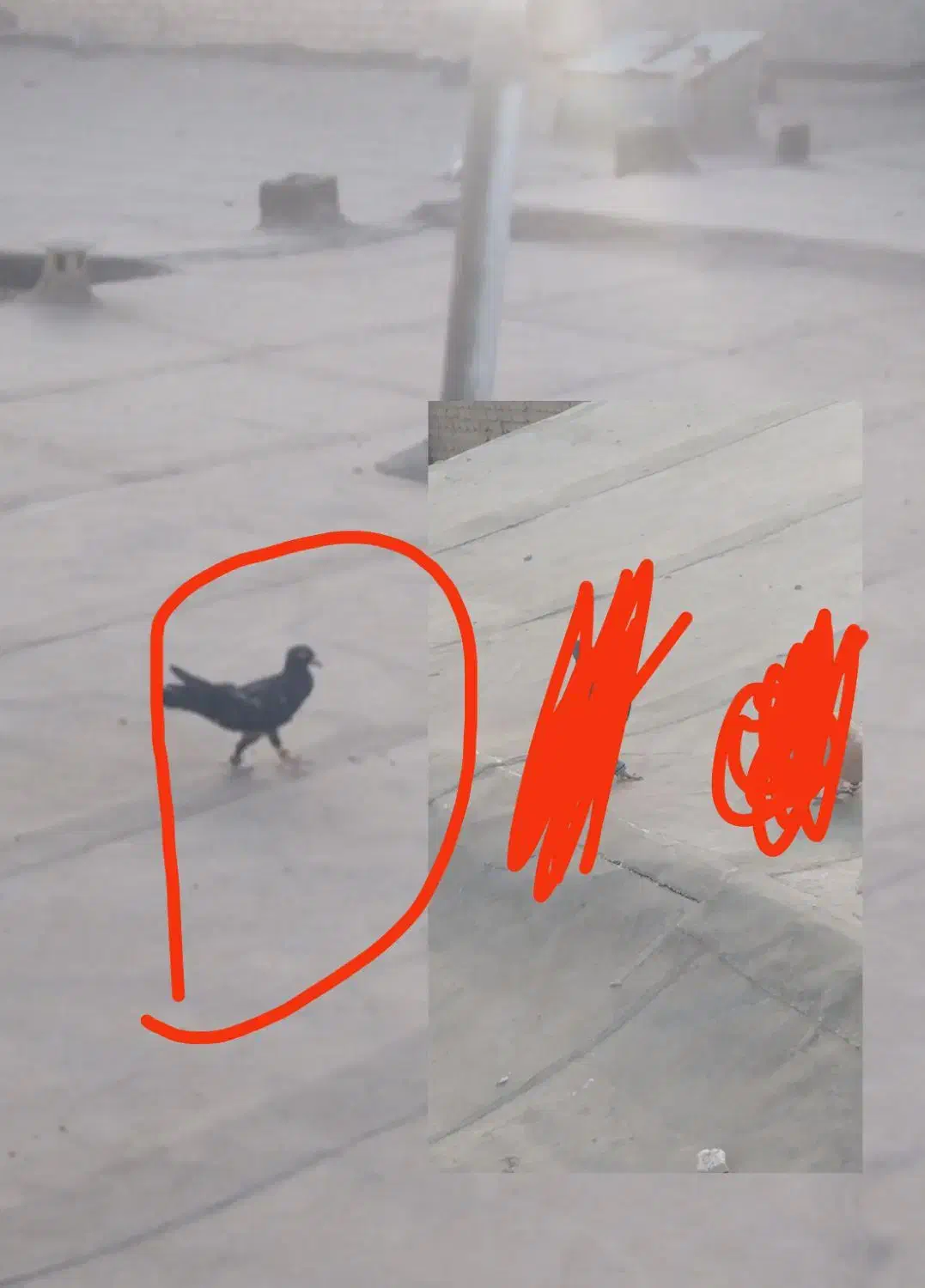 کبوتر|پرنده|چناران, |دیوار