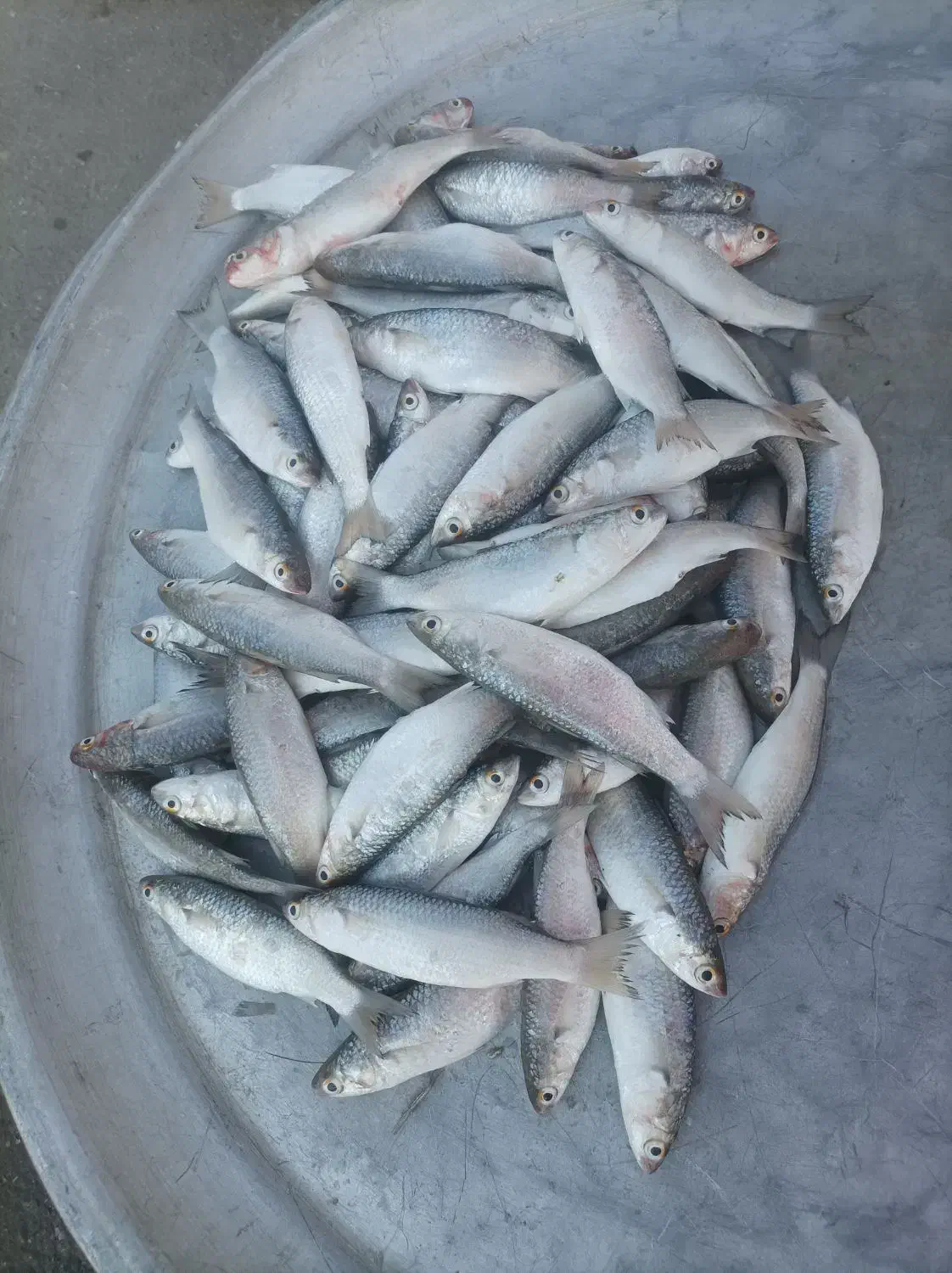 ماهی مید بیاح|ماهی|بوشهر, |دیوار