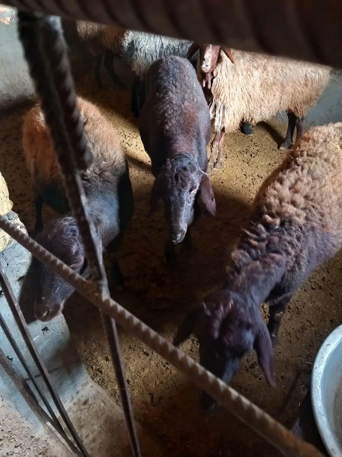 گوسفند|حیوانات مزرعه|بزینه رود, |دیوار