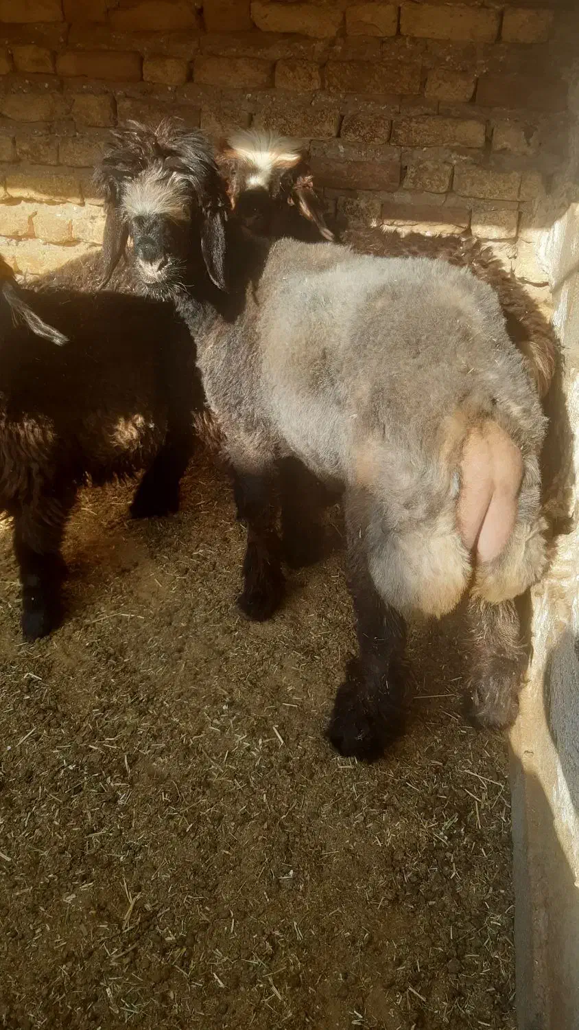 فروش ۳ راس بره|حیوانات مزرعه|مرودشت, کناره|دیوار