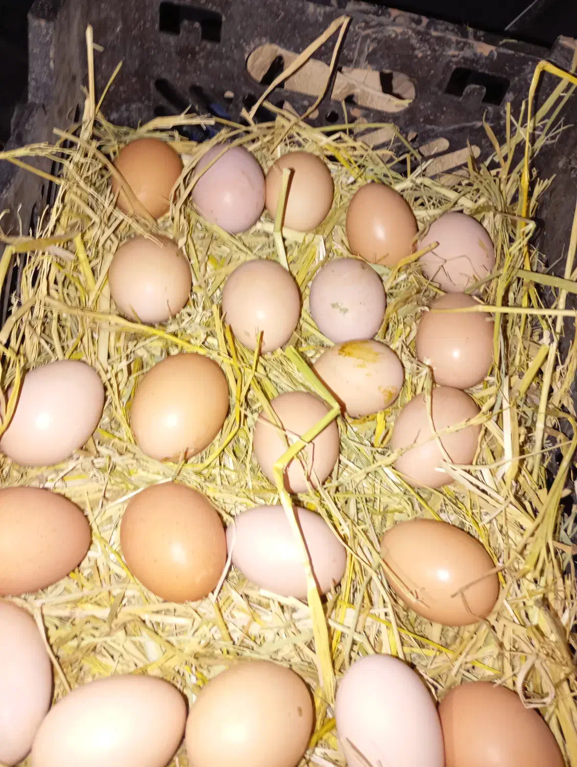 تخم مرغ محلی|حیوانات مزرعه|رباط‌کریم, کاظم‌آباد|دیوار