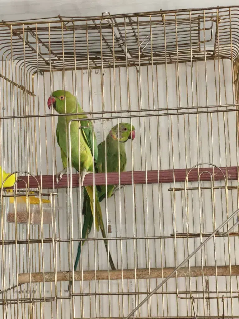 طوطی ملنگو|پرنده|اشنویه, |دیوار