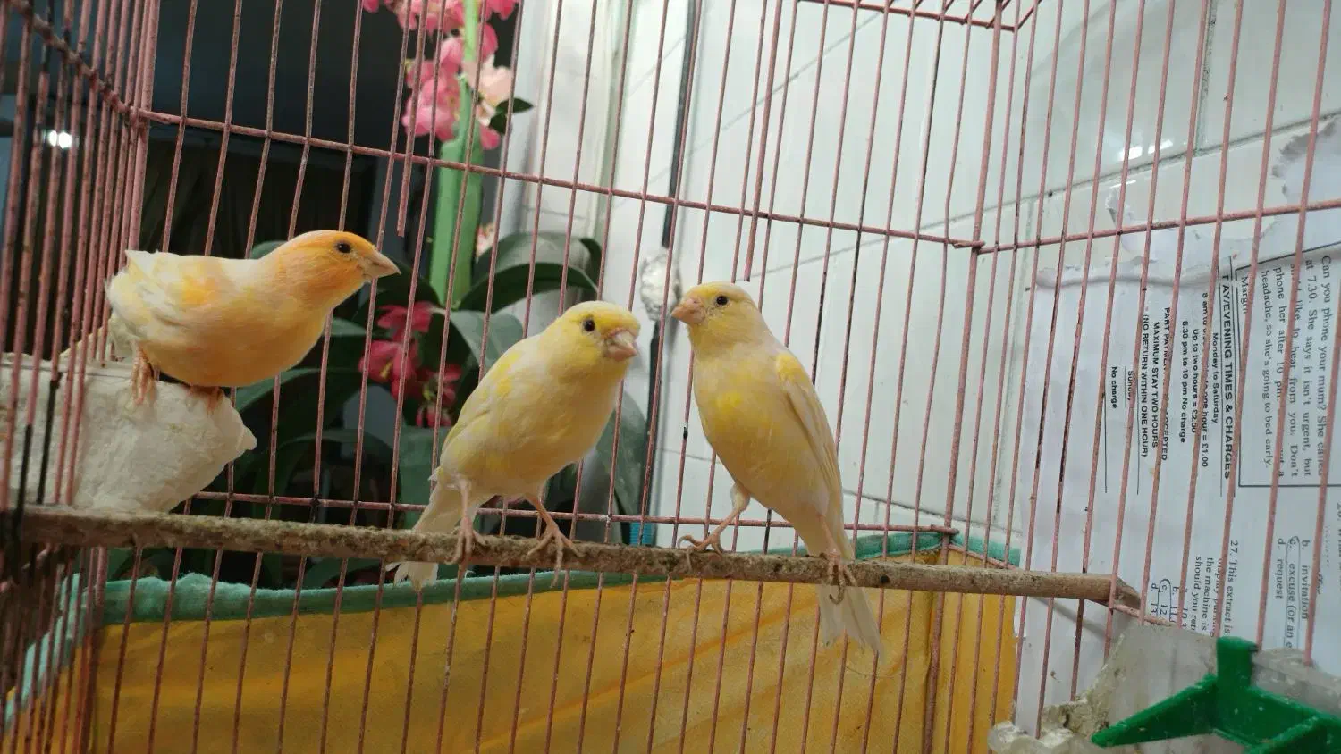 قناری|پرنده|شوشتر, |دیوار