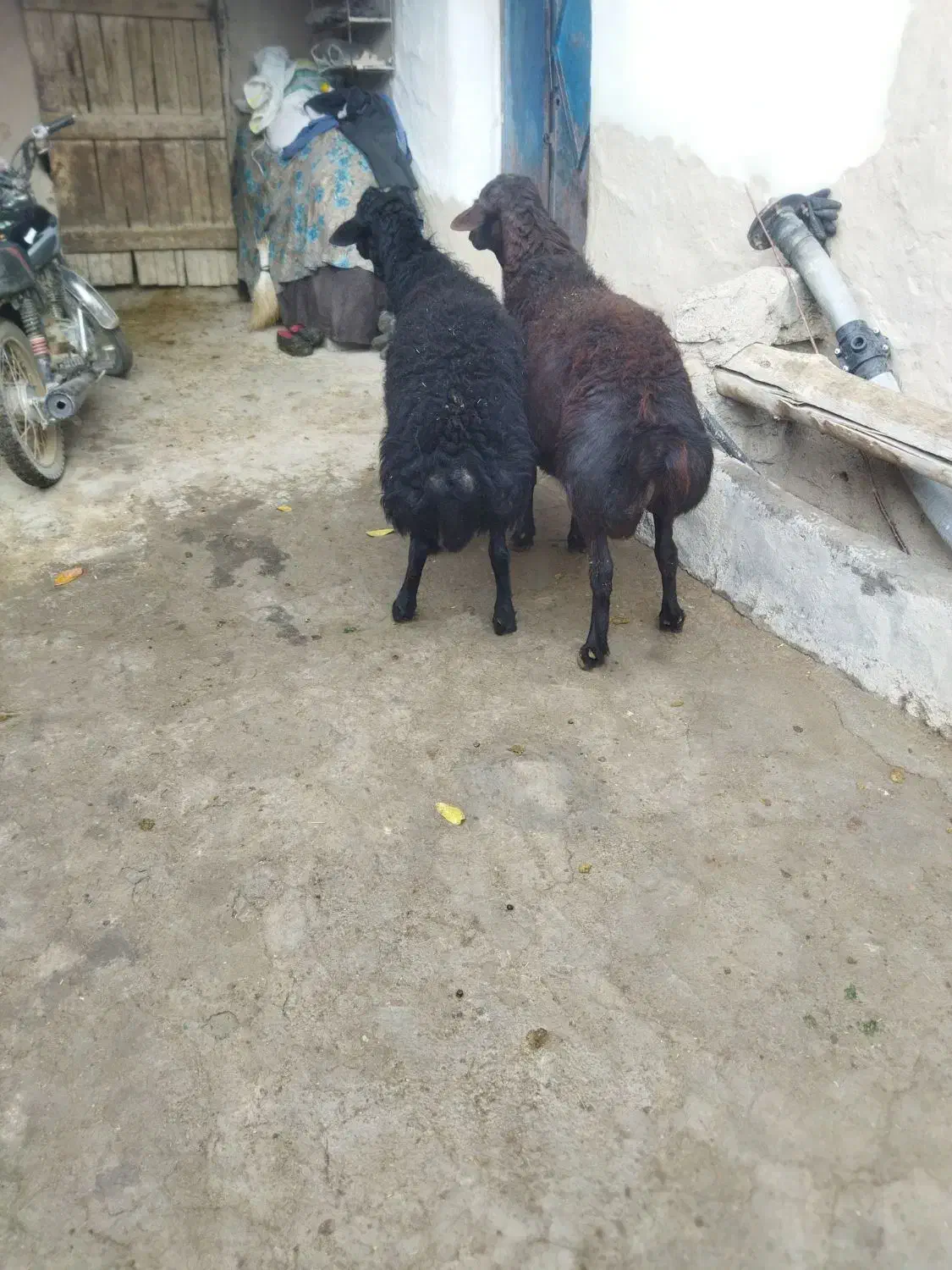 دو عدد قوچ قزل|حیوانات مزرعه|ماهنشان, |دیوار