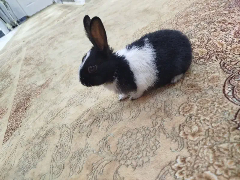 خرگوش کوچولو|موش و خرگوش|فولادشهر, فولادشهر|دیوار