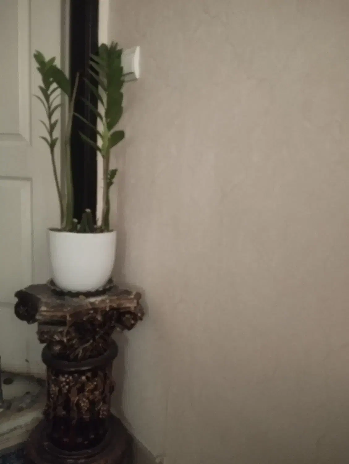 گل درحال رشد وپاجوش|گل و گیاه طبیعی|اسلامشهر, شهرک قائمیه|دیوار